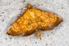 Ecpyrrhorrhoe by (c) Drepanostoma, some rights reserved (CC BY), uploaded by Drepanostoma. Used under a CC-BY license.