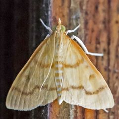 Helvibotys helvialis by (c) Bill Keim, some rights reserved (CC BY). Used under a CC-BY license.