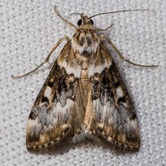 Loxostege kearfottalis by (c) Ken-ichi Ueda, some rights reserved (CC BY), uploaded by Ken-ichi Ueda. Used under a CC-BY license.