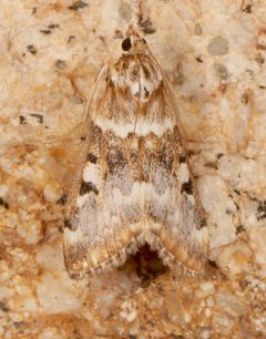 Loxostege kearfottalis by (c) Laura Gaudette, some rights reserved (CC BY), uploaded by Laura Gaudette. Used under a CC-BY license.