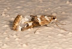Loxostege kearfottalis by (c) Laura Gaudette, some rights reserved (CC BY), uploaded by Laura Gaudette. Used under a CC-BY license.