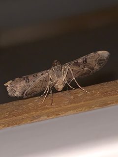 Nacoleia charesalis by (c) Sandra H Statner, some rights reserved (CC BY), uploaded by Sandra H Statner. Used under a CC-BY license.
