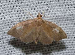 Perispasta caeculalis by (c) Andy Reago & Chrissy McClarren, some rights reserved (CC BY). Used under a CC-BY license.
