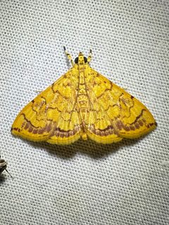 Portentomorpha xanthialis by (c) brendanboyd, some rights reserved (CC BY). Used under a CC-BY license.