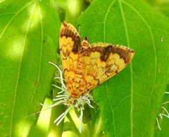 Portentomorpha by (c) Francisco Farriols Sarabia, some rights reserved (CC BY), uploaded by Francisco Farriols Sarabia. Used under a CC-BY license.