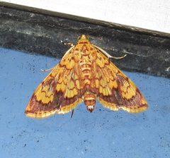 Portentomorpha by no rights reserved, uploaded by Kahio Tiberio Mazon. Used under a CC0 license.