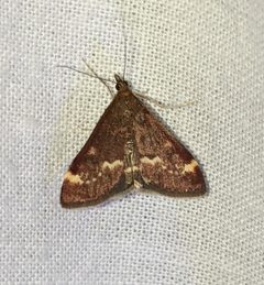 Pyrausta nicalis by no rights reserved, uploaded by Ben Keen. Used under a CC0 license.
