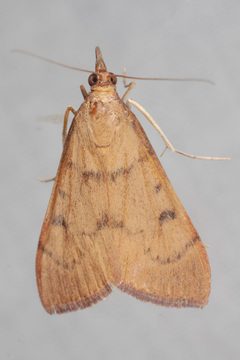 Uresiphita reversalis by (c) Victor Engel, some rights reserved (CC BY), uploaded by Victor Engel. Used under a CC-BY license.