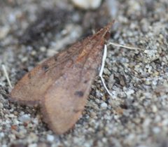 Uresiphita reversalis by no rights reserved, uploaded by Scott Loarie. Used under a CC0 license.