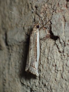 Raphiptera argillaceellus by (c) John P Friel, some rights reserved (CC BY), uploaded by John P Friel. Used under a CC-BY license.
