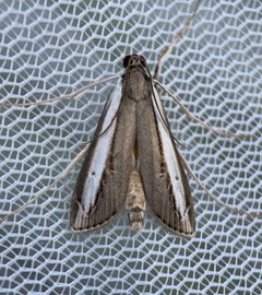 Carectocultus dominicki by (c) Thomas Irvine, some rights reserved (CC BY), uploaded by Thomas Irvine. Used under a CC-BY license.