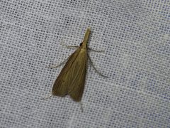 Donacaula roscidellus by (c) Donald Hobern, some rights reserved (CC BY). Used under a CC-BY license.