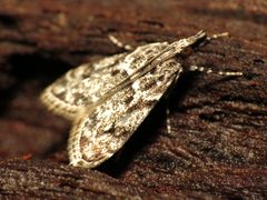 Eudonia heterosalis by (c) Katja Schulz, some rights reserved (CC BY). Used under a CC-BY license.