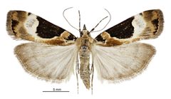 Eudonia by (c) Landcare Research New Zealand Ltd., some rights reserved (CC BY). Used under a CC-BY license.