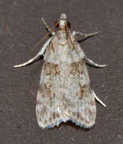 Scoparia biplagialis by (c) Andy Reago & Chrissy McClarren, some rights reserved (CC BY). Used under a CC-BY license.