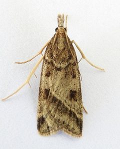 Scoparia rigidalis by (c) jimeckert49, some rights reserved (CC BY). Used under a CC-BY license.