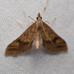 Choristostigma by (c) Ken-ichi Ueda, some rights reserved (CC BY), uploaded by Ken-ichi Ueda. Used under a CC-BY license.