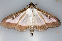 Cydalima by (c) Drepanostoma, some rights reserved (CC BY), uploaded by Drepanostoma. Used under a CC-BY license.