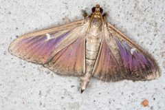 Cydalima by (c) Drepanostoma, some rights reserved (CC BY), uploaded by Drepanostoma. Used under a CC-BY license.