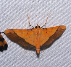 Desmia by (c) desertnaturalist, some rights reserved (CC BY), uploaded by desertnaturalist. Used under a CC-BY license.