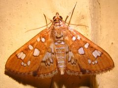 Diastictis baccatalis by (c) Annika Lindqvist, some rights reserved (CC BY), uploaded by Annika Lindqvist. Used under a CC-BY license.
