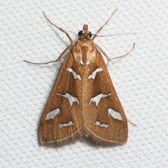 Diastictis by (c) Ken-ichi Ueda, some rights reserved (CC BY), uploaded by Ken-ichi Ueda. Used under a CC-BY license.