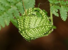 Herpetogramma aeglealis by (c) Christine Young, some rights reserved (CC BY), uploaded by Christine Young. Used under a CC-BY license.
