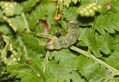 Herpetogramma aeglealis by (c) Christine Young, some rights reserved (CC BY), uploaded by Christine Young. Used under a CC-BY license.
