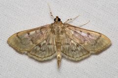 Herpetogramma aeglealis by (c) Nick Block, some rights reserved (CC BY), uploaded by Nick Block. Used under a CC-BY license.