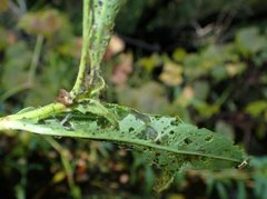 Herpetogramma bipunctalis by (c) mfeaver, some rights reserved (CC BY), uploaded by mfeaver. Used under a CC-BY license.