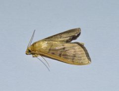 Herpetogramma by (c) Sunčana Bradley, some rights reserved (CC BY), uploaded by Sunčana Bradley. Used under a CC-BY license.