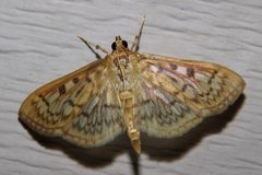 Herpetogramma pertextalis by (c) Nick Block, some rights reserved (CC BY), uploaded by Nick Block. Used under a CC-BY license.