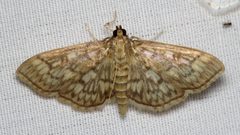 Herpetogramma pertextalis by (c) Nick Block, some rights reserved (CC BY), uploaded by Nick Block. Used under a CC-BY license.