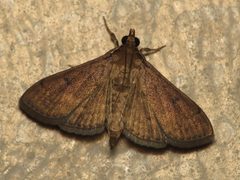 Herpetogramma phaeopteralis by (c) Donald Hobern, some rights reserved (CC BY). Used under a CC-BY license.