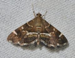 Hymenia perspectalis by (c) Andy Reago & Chrissy McClarren, some rights reserved (CC BY). Used under a CC-BY license.