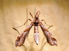 Lineodes interrupta by (c) Annika Lindqvist, some rights reserved (CC BY), uploaded by Annika Lindqvist. Used under a CC-BY license.