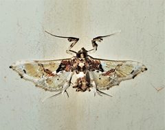 Neoleucinodes by (c) Gerry van Tonder, some rights reserved (CC BY), uploaded by Gerry van Tonder. Used under a CC-BY license.
