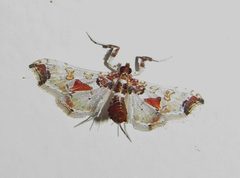 Neoleucinodes by no rights reserved, uploaded by Kahio Tiberio Mazon. Used under a CC0 license.