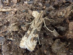 Nomophila nearctica by (c) 116916927065934112165, some rights reserved (CC BY), uploaded by 116916927065934112165. Used under a CC-BY license.