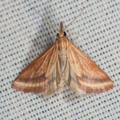 Odontiini by (c) Ken-ichi Ueda, some rights reserved (CC BY), uploaded by Ken-ichi Ueda. Used under a CC-BY license.