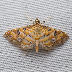 Ommatospila narcaeusalis by (c) Ken-ichi Ueda, some rights reserved (CC BY), uploaded by Ken-ichi Ueda. Used under a CC-BY license.