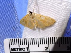 Palpita freemanalis by (c) Sam Kieschnick, some rights reserved (CC BY), uploaded by Sam Kieschnick. Used under a CC-BY license.