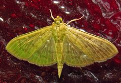 Patania silicalis by (c) David Dodd, some rights reserved (CC BY), uploaded by David Dodd. Used under a CC-BY license.