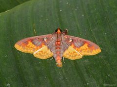 Polygrammodes by (c) Cheongweei Gan, some rights reserved (CC BY), uploaded by Cheongweei Gan. Used under a CC-BY license.