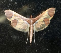 Syllepis hortalis by (c) Laura Gaudette, some rights reserved (CC BY), uploaded by Laura Gaudette. Used under a CC-BY license.