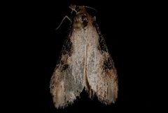 Udea itysalis by (c) Jeremy deWaard. University of British Columbia., some rights reserved (CC BY). Used under a CC-BY license.