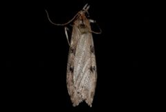 Udea itysalis by (c) Jeremy deWaard. University of British Columbia., some rights reserved (CC BY). Used under a CC-BY license.