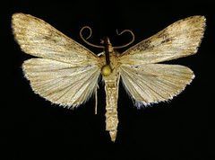 Udea itysalis by (c) Doug Macaulay, some rights reserved (CC BY), uploaded by Doug Macaulay. Used under a CC-BY license.