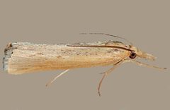 Tehama bonifatella by (c) Andy Reago & Chrissy McClarren, some rights reserved (CC BY). Used under a CC-BY license.