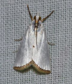 Urola nivalis by (c) Andy Reago & Chrissy McClarren, some rights reserved (CC BY). Used under a CC-BY license.